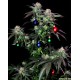 These Marijuana Advent Calendars Will Keep You High Until Christmas